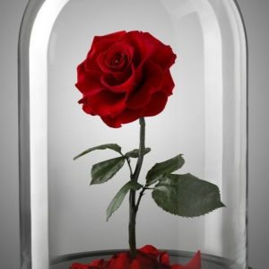 Trandafiri CR03