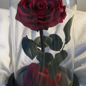 Trandafiri CR04