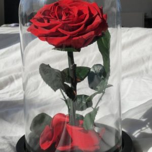 Trandafiri CR05